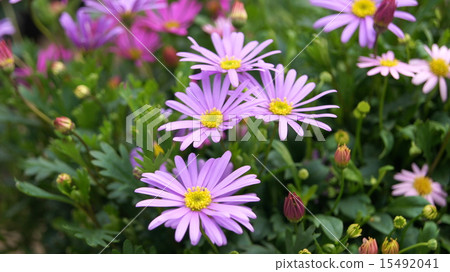 16：9 Brachikam（公主Hikiki） 15492041