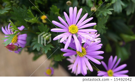 16:9 Brachikam(公主Hikiki) 16:9 Brachikam(公主Hikiki) 15492042