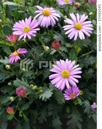 Brakkam(公主Hikiki) Brakkam(公主Hikiki) 15492045