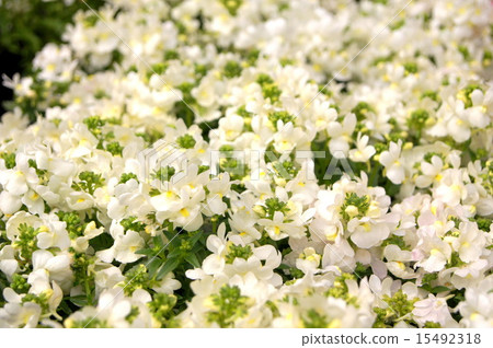 白色Nemesia 15492318