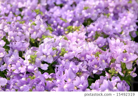 Light purple Nemesia 15492319