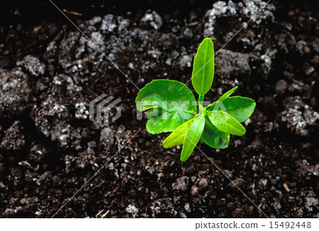 plant top view plant top view 15492448