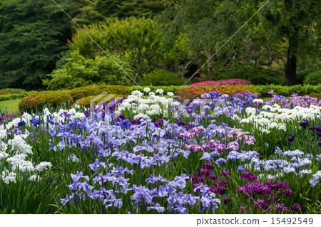 The iris of the Imperial Palace East Gardens Ninomaru Garden 15492549