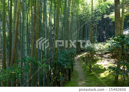 新鮮的綠色瀧口寺 新鮮的綠色瀧口寺 15492608
