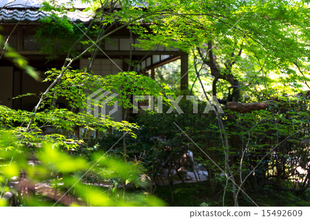 新鮮的綠色瀧口寺 新鮮的綠色瀧口寺 15492609