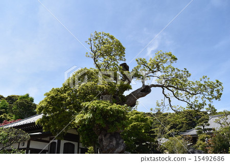 Hase Temple 2 Hase Temple 2 15492686