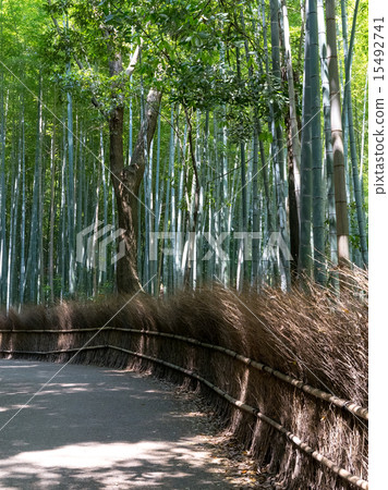 新鮮的綠色竹林 15492741