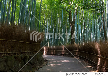 新鮮的綠色竹林 15492742