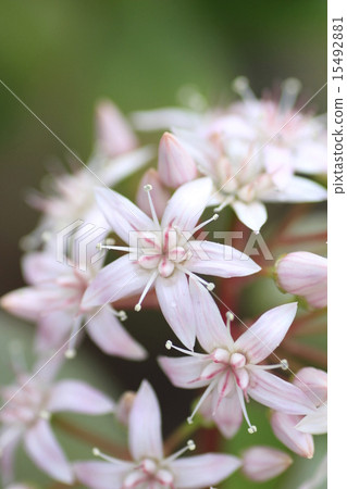 金樹 金樹 15492881