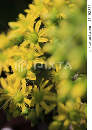 Black lawyer 15492882