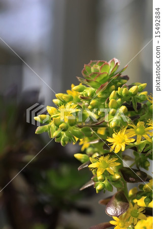 Black lawyer 15492884