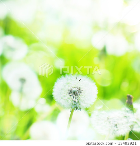 Close up of Dandelion on Summer Background Close up of Dandelion on Summer Background 15492921