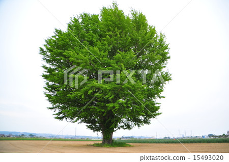 Ginkgo 15493020