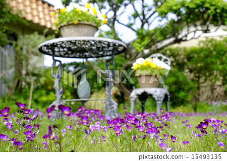 三色紫羅蘭三色紫羅蘭 15493135