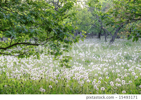 Dandelion blooming dandelion 15493171