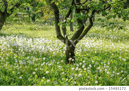 Dandelion blooming dandelion 15493172