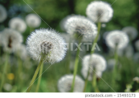 Dandelion blooming dandelion 15493173