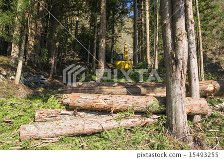 [Forestry image] Logging cypress. 15493255