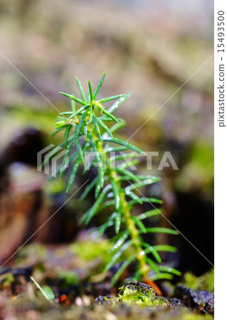 Cryptomeria japonica年輕樹 Cryptomeria japonica年輕樹 15493500