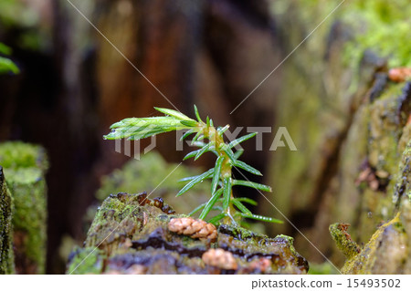 Cryptomeria japonica年輕樹 15493502