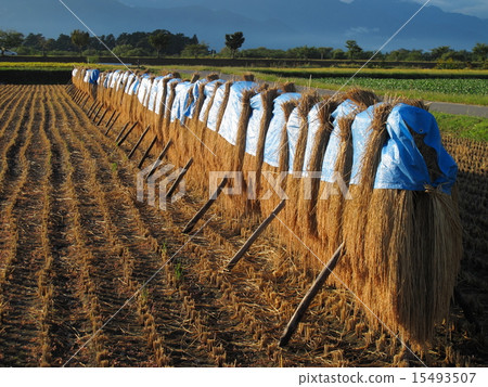 米飯乾燥 米飯乾燥 15493507