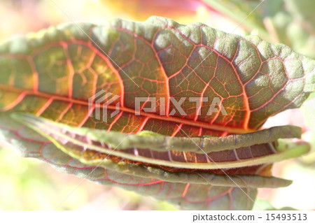 Vein 05 Vein 05 15493513