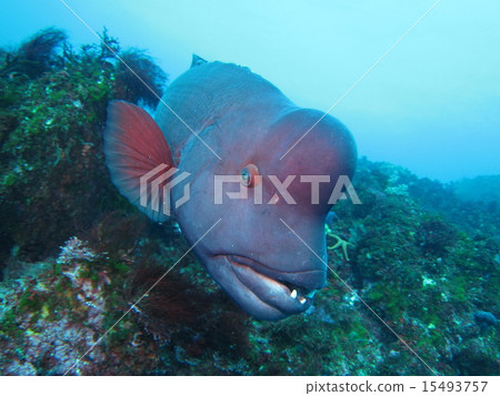 亞洲羊頭瀨魚 15493757