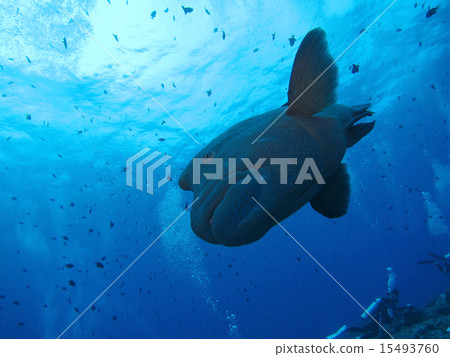 A huge catch called Napoleon 15493760