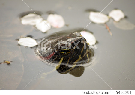 Turtle and cherry blossoms 15493791