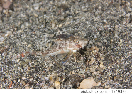 稀有魚洋蔥 稀有魚洋蔥 15493793