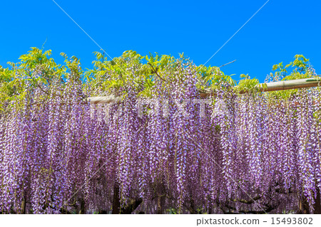 <鳥取縣>紫藤花、紫藤寺、順雲寺 <鳥取縣>紫藤花、紫藤寺、順雲寺 15493802
