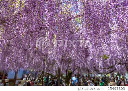 <鳥取縣>紫藤花、紫藤寺、順雲寺 15493803