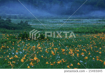 Nikko kidney beetle, watazsege of Hachimantai Ohba valley Nikko kidney beetle, watazsege of Hachimantai Ohba valley 15493845