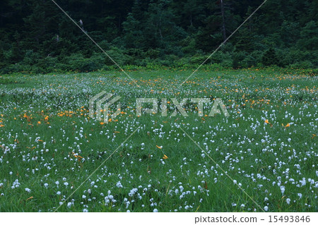 Nikko kidney beetle, watazsege of Hachimantai Ohba valley 15493846