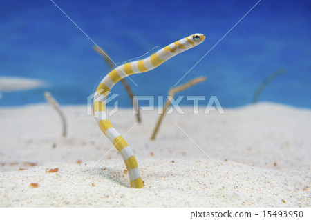 Chinanago Stock Photo