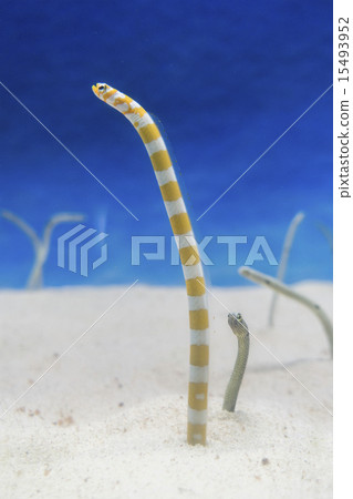 Chinanago Stock Photo