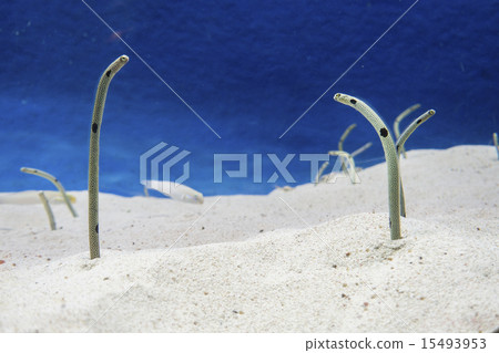 Chinese eel Chinese eel 15493953