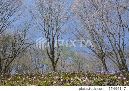 Katakuri and Mt. Sakura in Mishima-cho 1 15494147