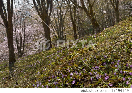 Katakuri and Mt. Sakura 3 in Mishima-cho 3 15494149