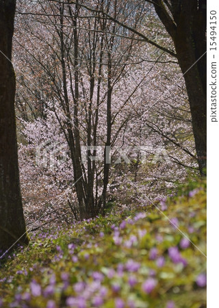 Katakuri and Mt. Sakura in Mishima-cho 4 15494150