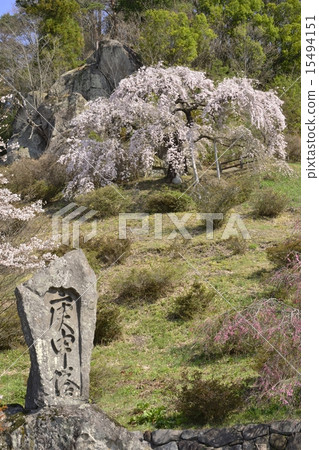 Cherry blossoms at Iwasaki mountain historic park 15494151