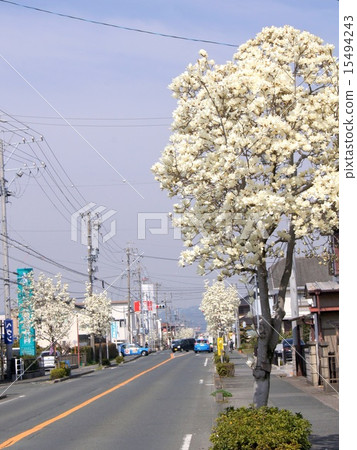 Hamamatsu City Kita-ku Mokren street 15494243