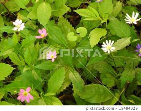 野草健忘 15494329