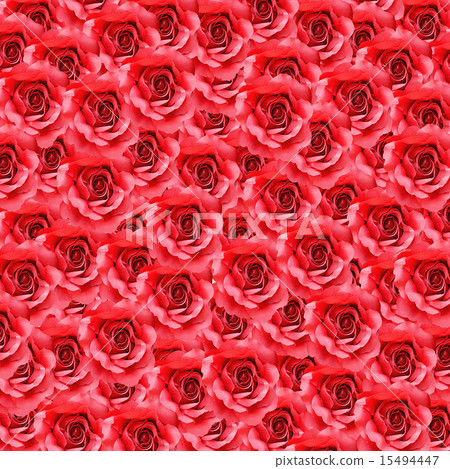red rose flower 15494447