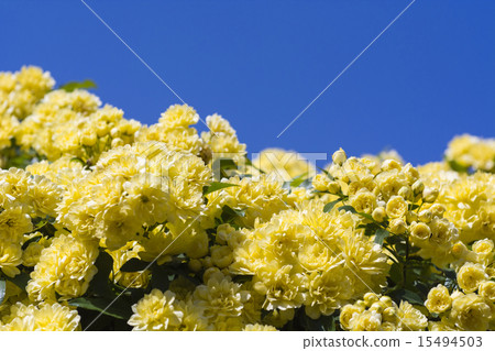 The mochikubara shining in the blue sky 15494503