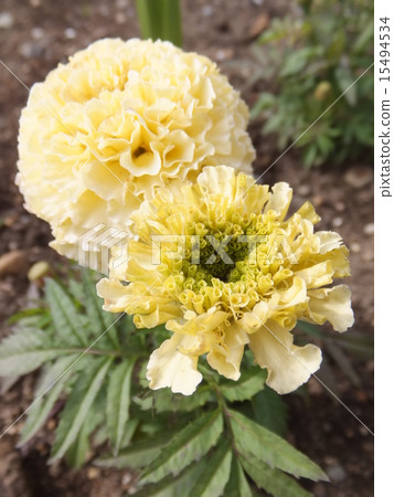 非洲萬壽菊 非洲萬壽菊 15494534