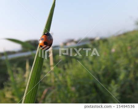 瓢蟲 瓢蟲 15494536