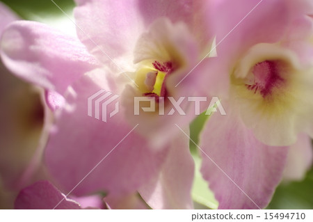 Dendorobyumu Dendorobyumu 15494710