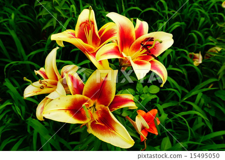 Lily Flower 1 (Yellow & Red) 15495050