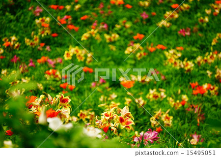 Lily field 15495051